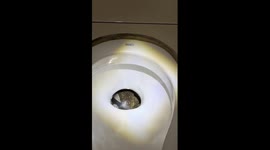 Woman startled when lizard leaps out of toilet