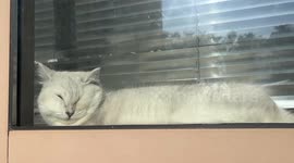 Cat's squished face naps against window in Jiangsu, China
