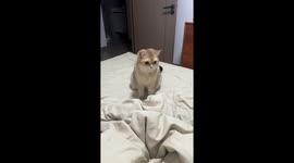 British Shorthair cat catches bell in adorable stunt in Jiangxi, China