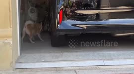 Brave dog mauls snake wandering in garage