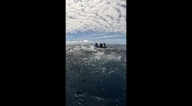 Floating Divers Surrounded by Sharks