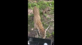 Leopard and her baby