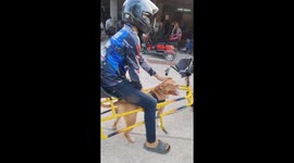 Energetic pet pit bull receives his own customised bike for running with owner