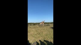 giraffes playing