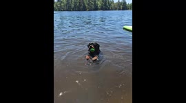 Buffy is a water loving rottweiler just trying to stay cool in the summer with her favourite ball!