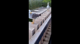 Seagulls Laugh at Their Clumsy Friend
