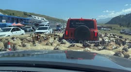 Dozens of sheep surround car on rural road in China