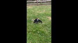 Baby Goats Nap Peacefully In Odd Positions