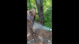 Horse Catching Water From the Hose