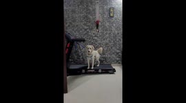 Dog Does Lopsided Treadmill Walk