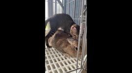 Adorable cat cuddles with rabbit in cage