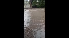 Dog Nearly Carried Away By Floodwater Currents