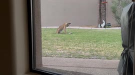 Bobcat Spotted Playing With Bunny