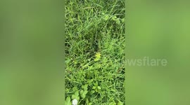 Woman adopts lost stray kitten she found in her garden