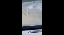 hundreds birds waddling main country  road  nearly run over