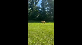 Fence Can’t Stop Wally