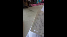 Student Distracted by the Cutest Puppy Dog Eyes