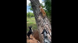 Fearless Corgi Chases Raccoon Up Tree