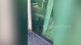 Kitten stuck inside wall at car showroom rescued by mechanic