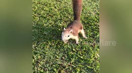 Excited squirrel bounds toward human friend in Thai park