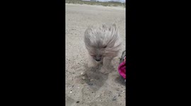 Three-Legged Dog in 40mph Winds - Tropical Storm Chantal