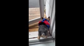 World’s Most Well-Traveled Dog Rushes to Her Pool Day