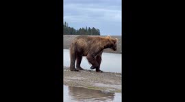 Protective mother bear charges and attacks male bear just metres away from tourists