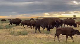 Massive bison herd spotted in Rocky Mountain Arsenal, Colorado