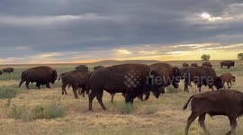Wildlife captured at Rocky Mountain Arsenal in Colorado, USA