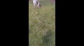 Dog gently plays with tiny bird inside its mouth in Boise, Idaho, USA
