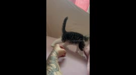 Playful kitten’s adorable antics in Antwerp, Belgium
