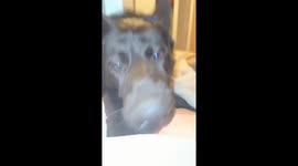 German Shepherd playfully bites owner’s hand after cheeky gesture in Saint Clair, Michigan, USA