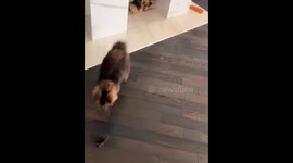 Cat chases mouse around fireplace in Lviv, Ukraine