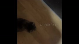 Playful chase between two cats turns into sudden scuffle in Karaganda, Kazakhstan