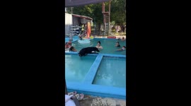 Dog accidentally steps on child while jumping into pool in Mexico