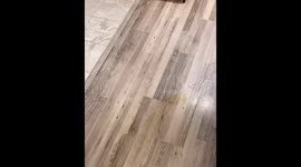 Owner scolds dogs after slipping in pee in Baltimore, Maryland, USA
