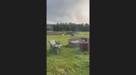 Man chased by llamas and gets caught on fence in West Lothian, Scotland