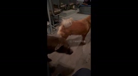 Stray dog regularly jumps onto bus brings his friend along for free ride