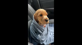 Percy the cocker spaniel reacts to rain with viral side-eye from passenger seat