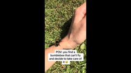 Struggling bumblebee is rescued by a woman who helps it feed and recover