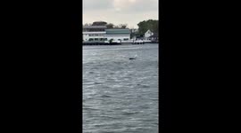 Heron surfs on driftwood along river in Bangkok
