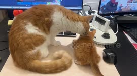 Gentle cat play turns into sudden aggression toward rescued kitten in Shanghai, China