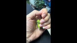 Crickets spin silk-like webs on man's hand in Beijing, China