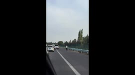 Escaped sheep dodges traffic on highway in Shaanxi, China
