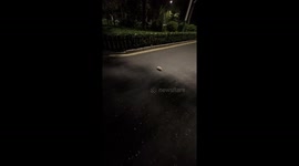 Hedgehog stalls traffic until horn prompts it to move in Shanxi, China