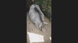 Unusual White Wild Boar Stands Out in Zoo Enclosure