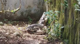 Rare Tailless Alligator Species Seen at Crocodile Park