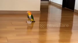 Hungry parrot taps loudly with bottle cap to get attention in Henan, China