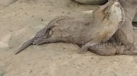 Otter scratching its back is just adorable
