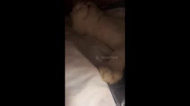 Adorable cat snores while sleeping on its back in Hunan, China